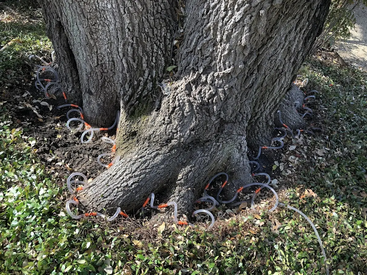 Detailed Tree Cabling and Bracing job site in Belvue