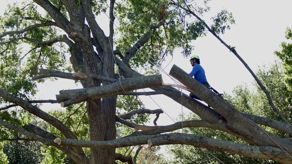 Professional Crown Thinning performed by certified arborists in Belvue