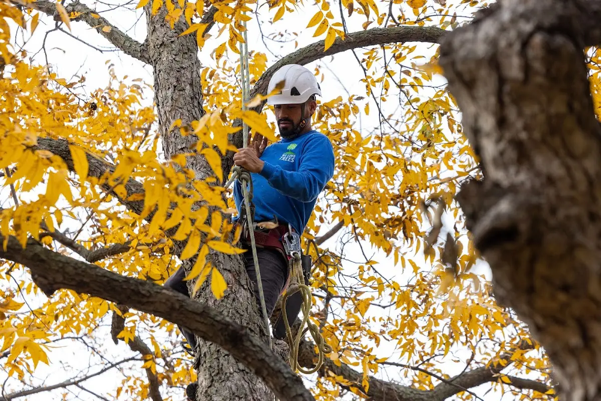 Skilled Storm Damage Cleanup crew working in Belvue